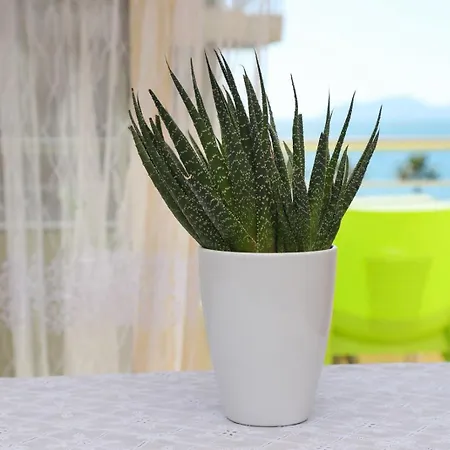 Alesias * Vlorë